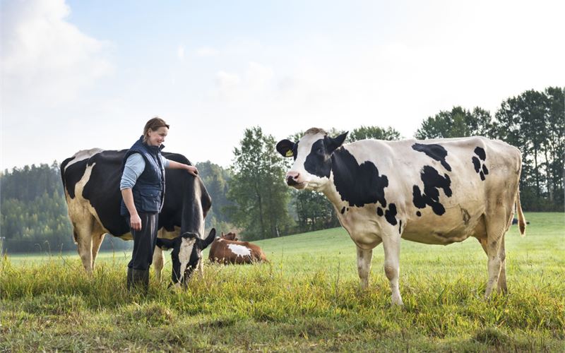 Valio will cut milk’s carbon footprint to zero by 2035  