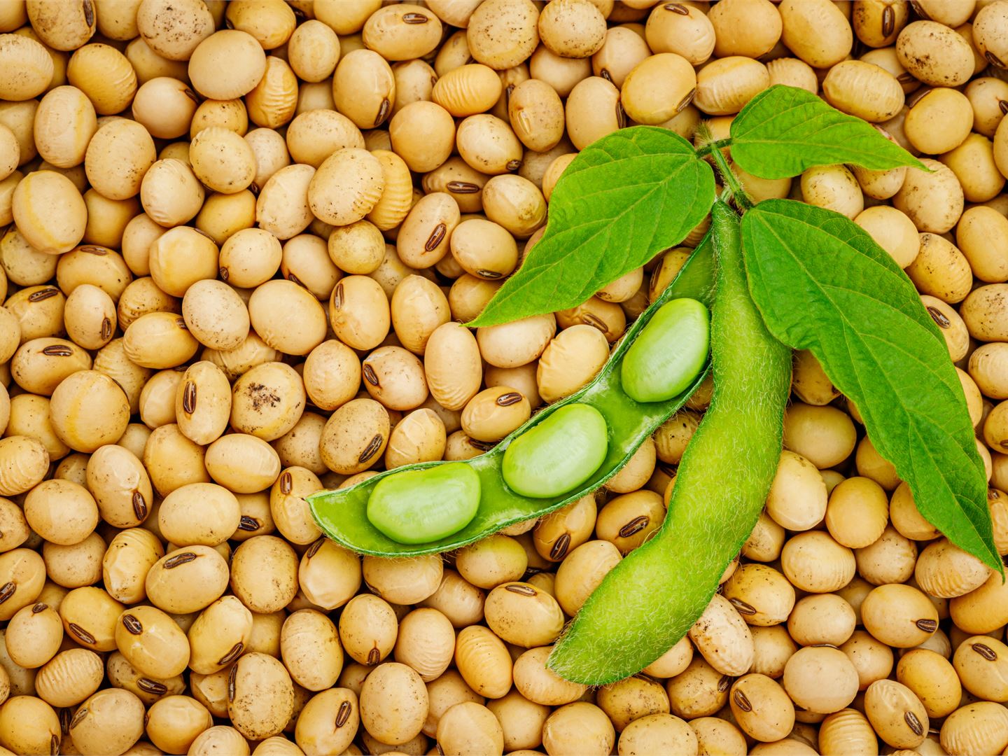 Raw material policy: Soy