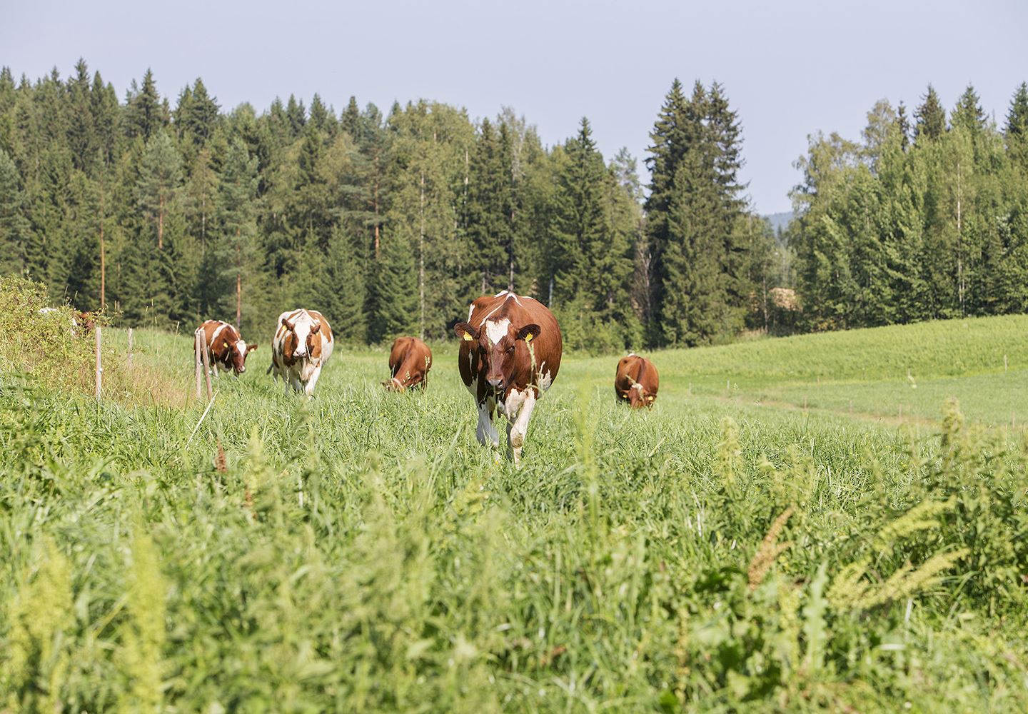 Naseva mittaa lehmien hyvinvointia ja terveyttä, suojaa tartuntataudeilta ja ohjaa turvallista eläinlääkkeiden käyttöä