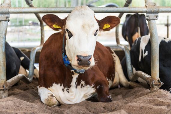 Vapaan lehmän maitoa tuottavien tilojen lehmät liikkuvat, syövät ja lepäävät omaan tahtiinsa. 
