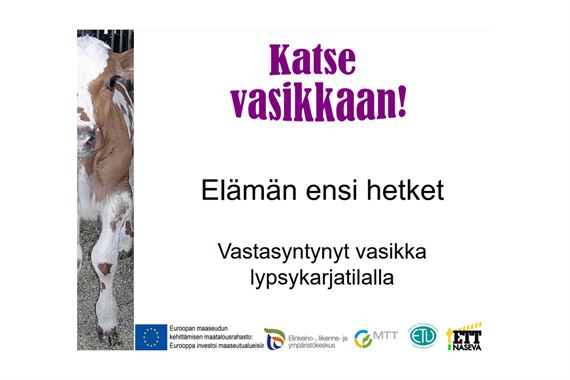 Vastasyntynyt vasikka