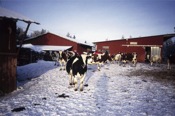Lehmät pitävät kylmäpihatosta, jossa ne voivat jaloitella ympäri vuoden.