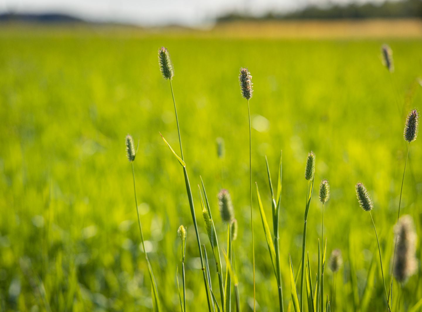 Reducing emissions from peat fields – but how?