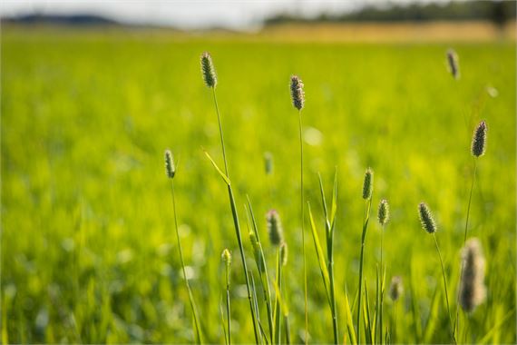 Peat fields are former swamps or swamp forests that have been dried and used as farmland.