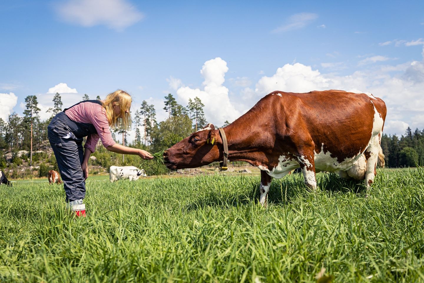 Maitorasvan koostumukseen voidaan vaikuttaa lehmien ruokinnalla