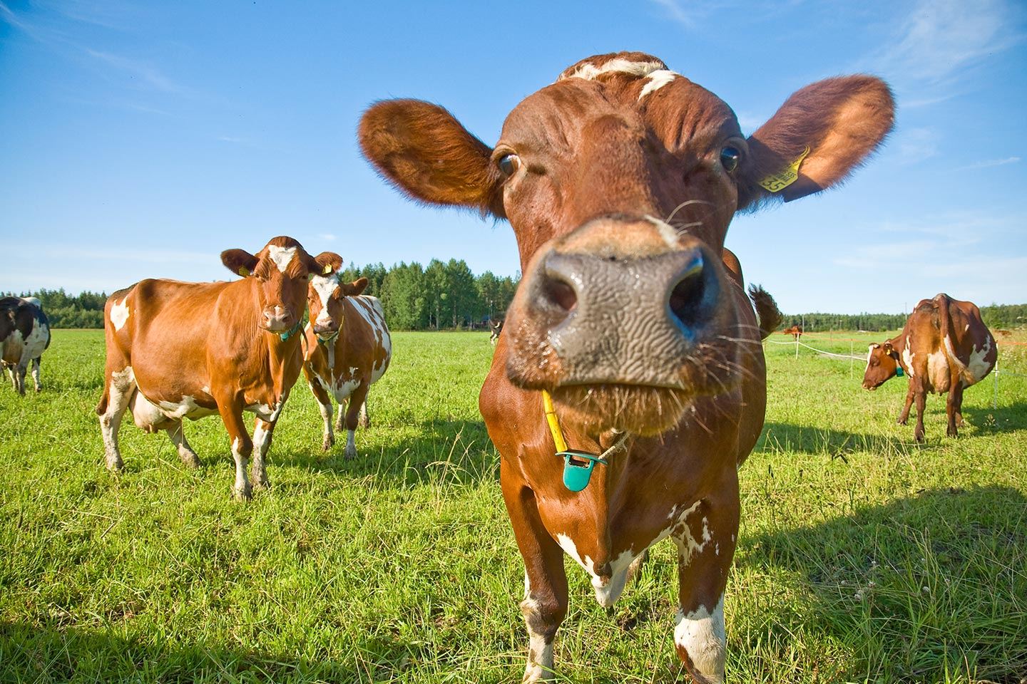 Kesällä moni lehmä saa ravintonsa laitumelta