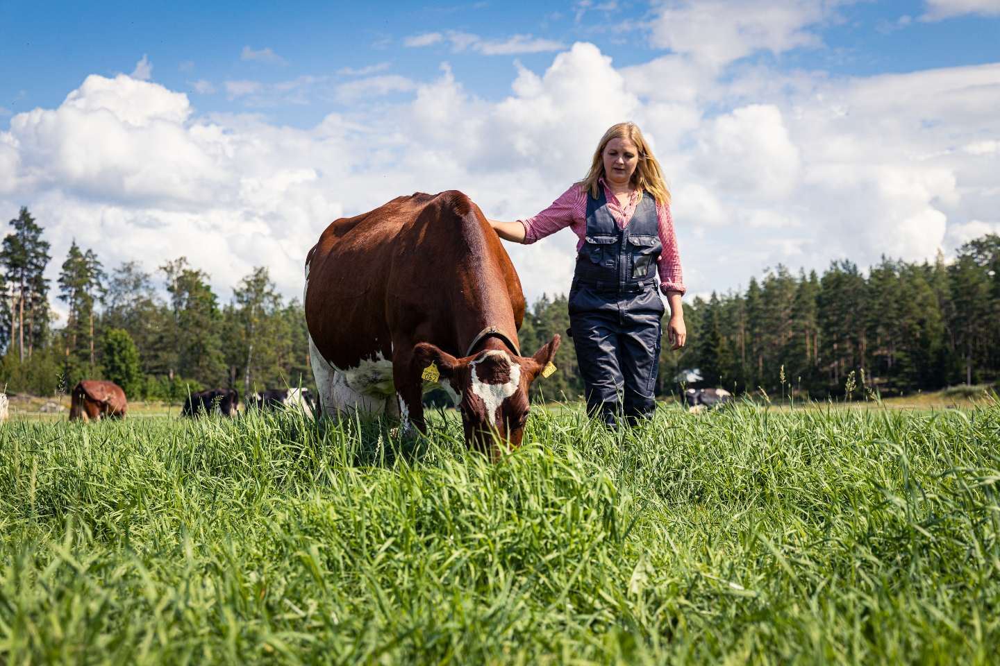 Maitotilalliset ilmastonmuutosta jarruttamassa: Anu Ellä varastoi hiilidioksidia maaperään