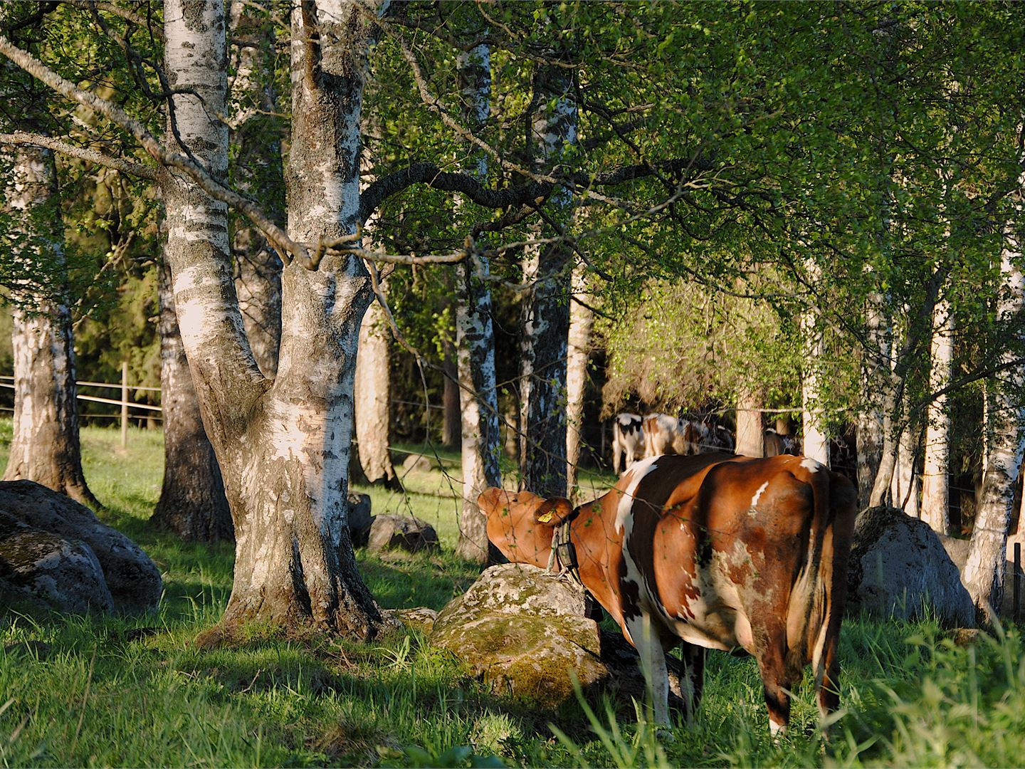 Dairy farms can take climate action too