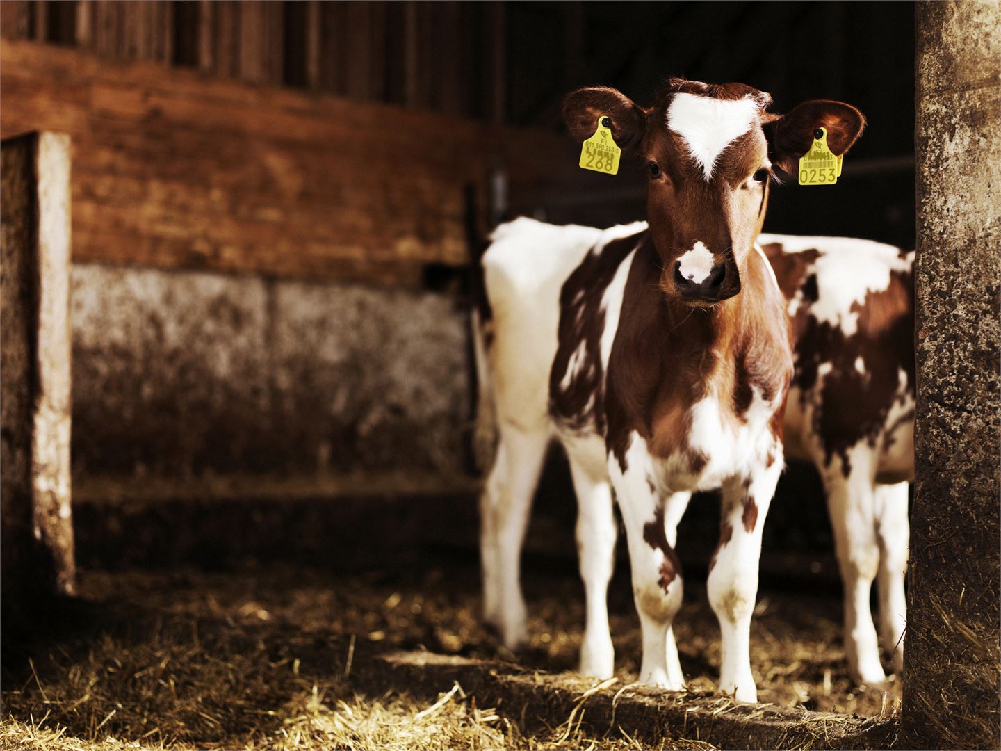 Nupoutus eli miksi kaikilla lehmillä ei ole sarvia?