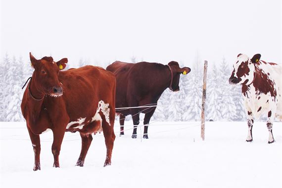 Healthy cows outside