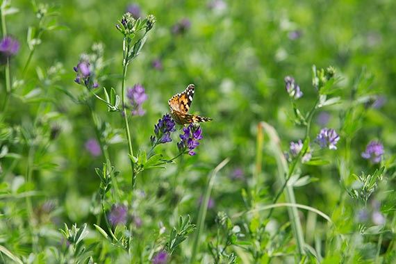 Large diversity of species increases resistance towards various threats.