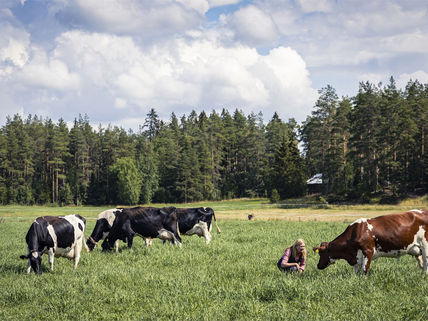 Laiduntaminen ja jaloittelu lisäävät lehmän hyvinvointia