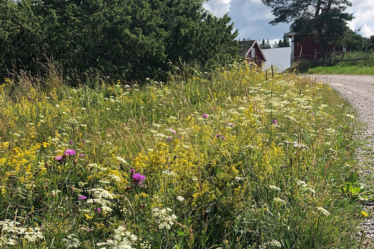 Biodiversity in danger – dairy farms get to work preserving it