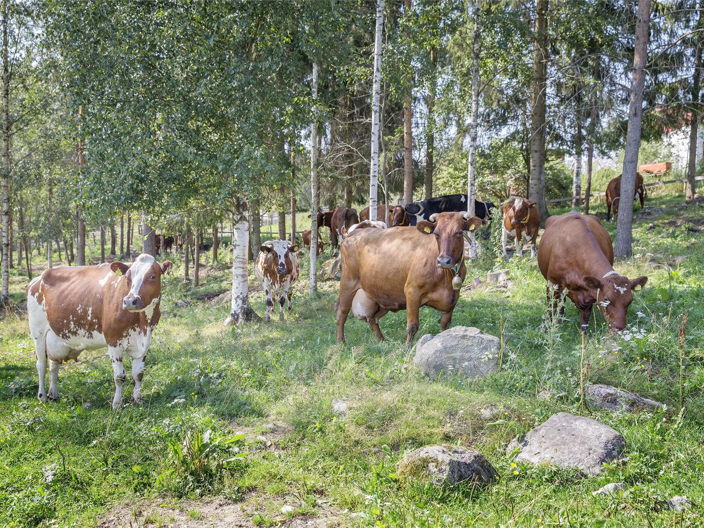 Valion ilmasto-ohjelma