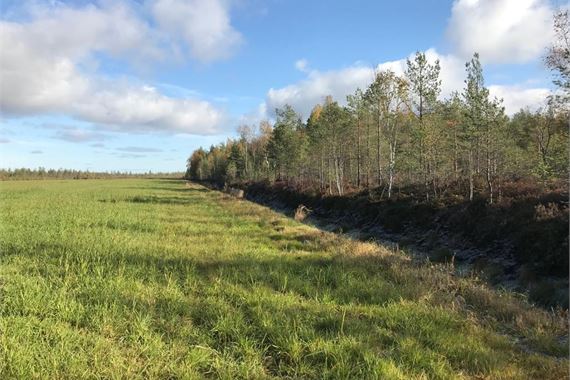 farming peat fields (former swamps or swamp forests)